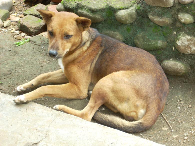Free stock image of Sitting Dog created by Rhema Prabhata