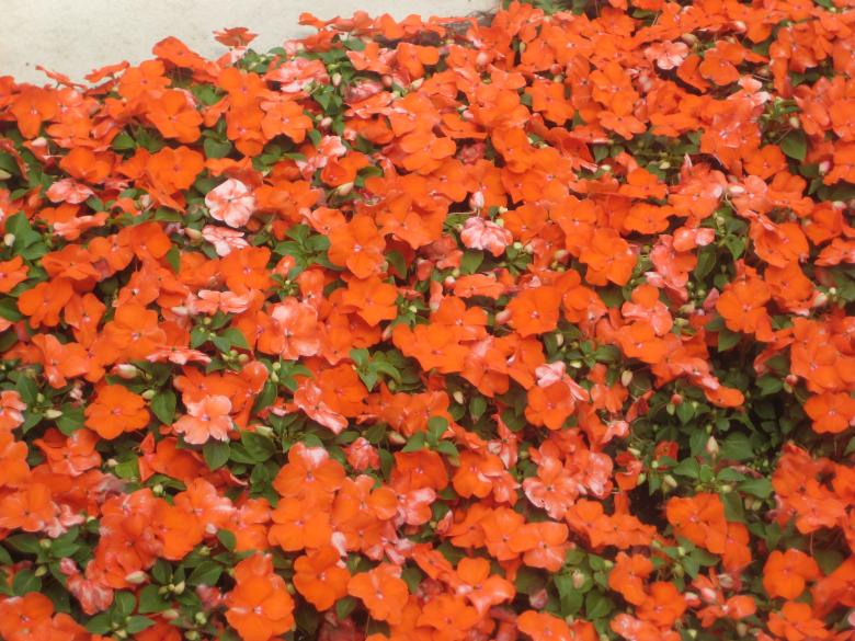 Free stock image of Flower Bunches created by Dooleh