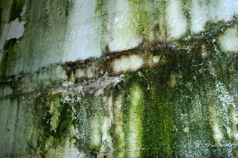 Free stock image of Green wall texture created by Bjorgvin