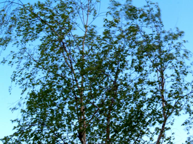 Free stock image of Tree in the wind created by Alen