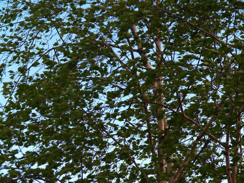 Free stock image of Tree in the wind created by Alen