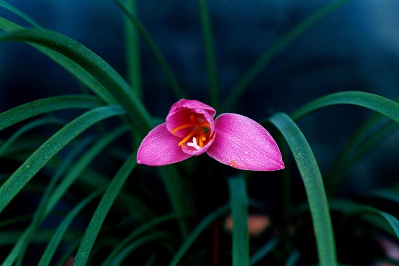 Free stock image of The ultimate flower created by Dan Lavric