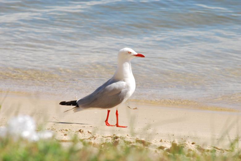 Free stock image of Seagull created by Benedict Reque