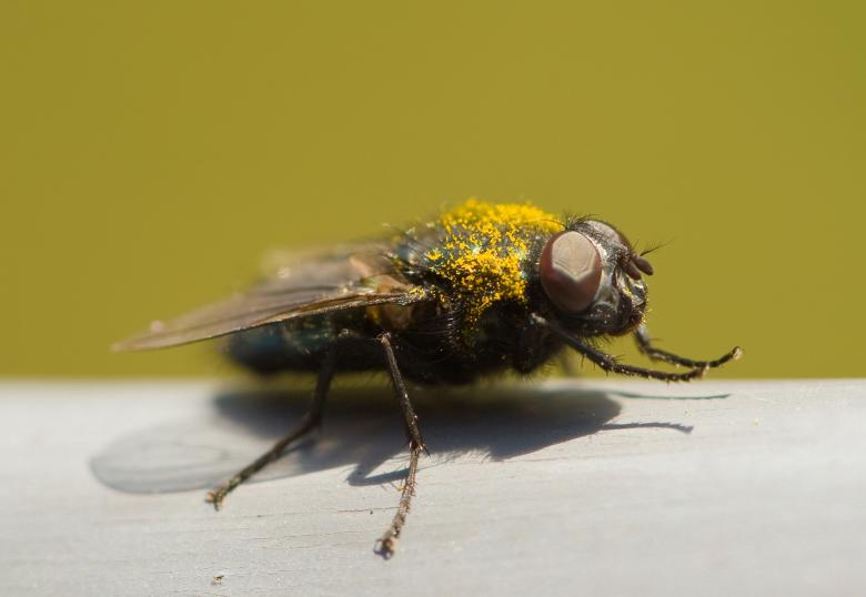 Free stock image of Fly macro created by Bjorgvin