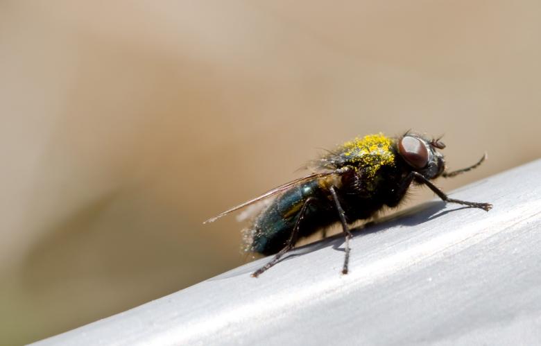 Free stock image of Fly macro created by Bjorgvin