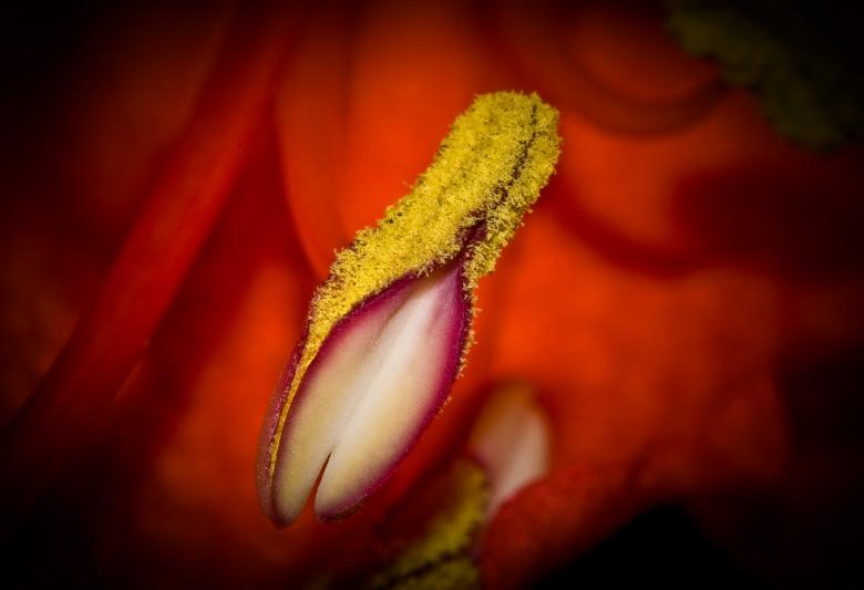 Free stock image of Flower macro created by Bjorgvin