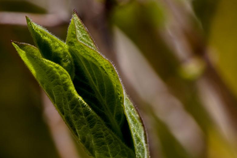 Free stock image of Flower macro created by Bjorgvin