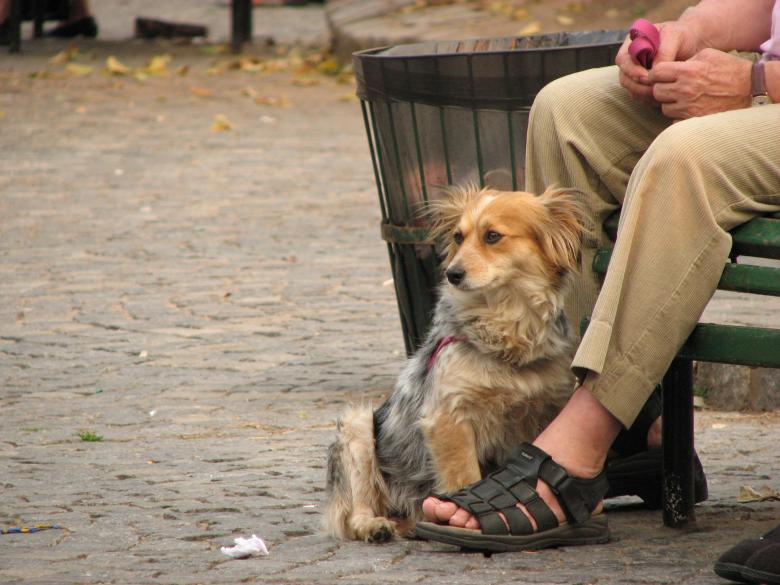 Free stock image of Staring dog created by Barbara Din