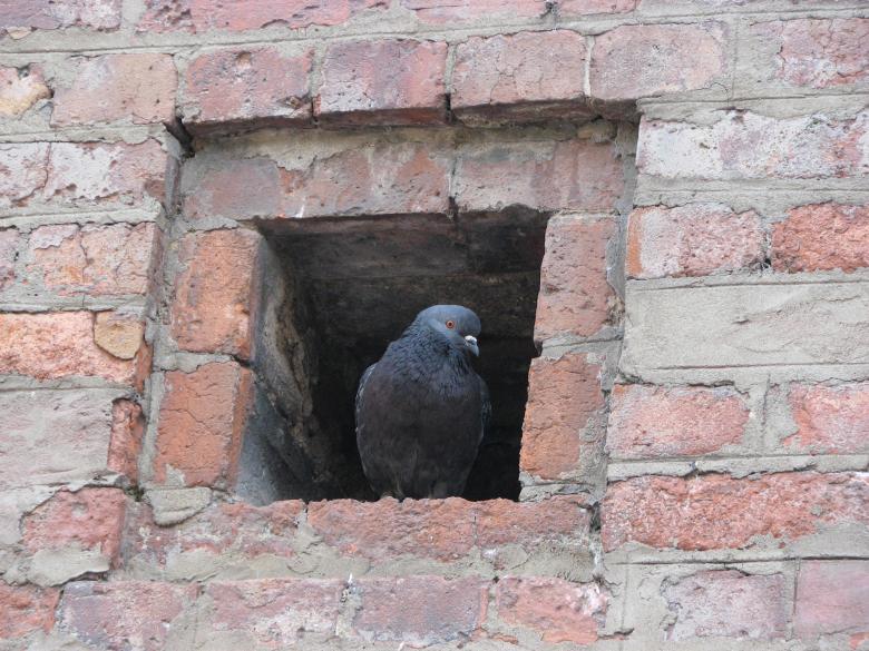 Free stock image of Pigeon created by Barbara Din