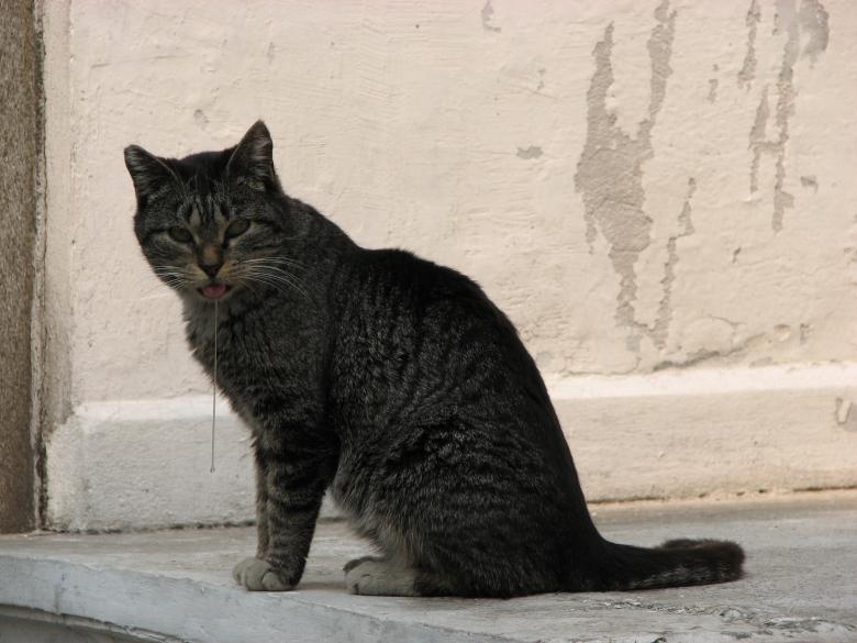 Free stock image of Cat created by Barbara Din