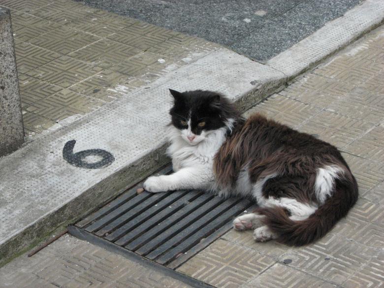 Free stock image of Cat created by Barbara Din