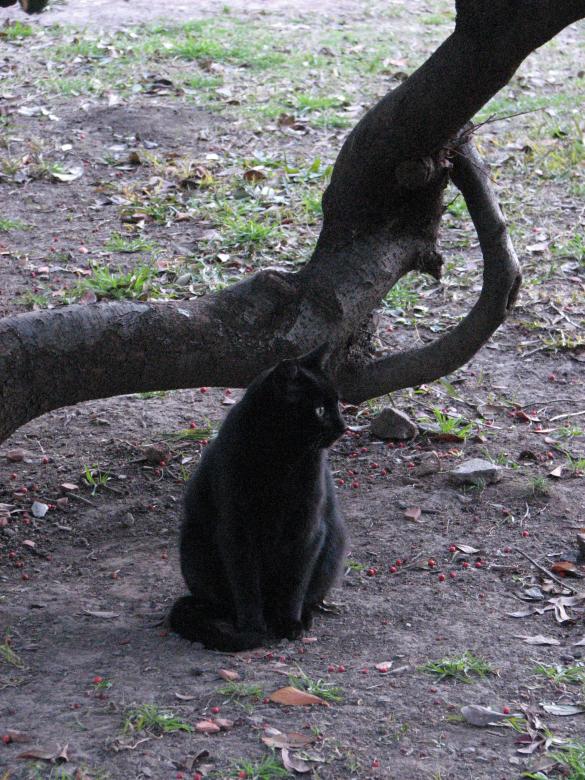 Free stock image of Black Cat created by Barbara Din