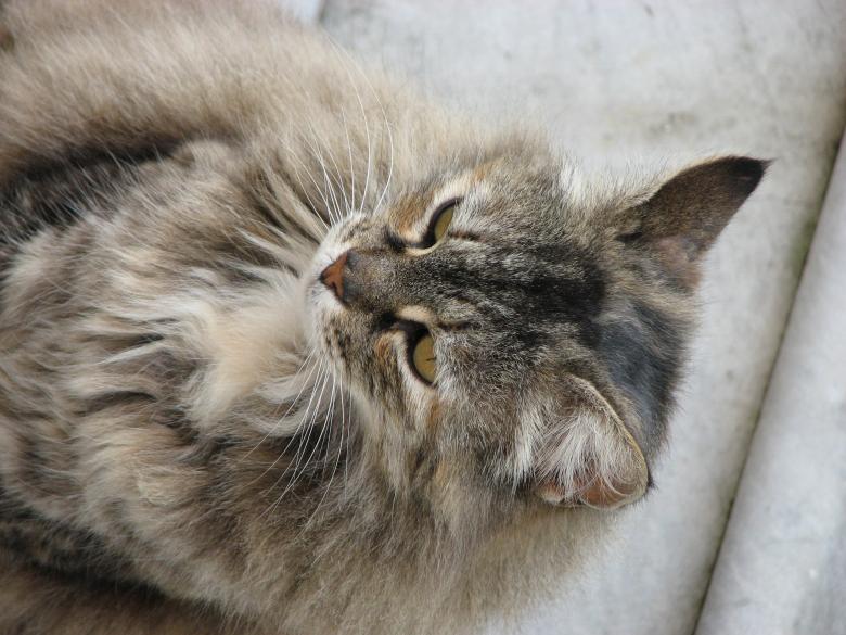 Free stock image of Cat Closeup created by Barbara Din