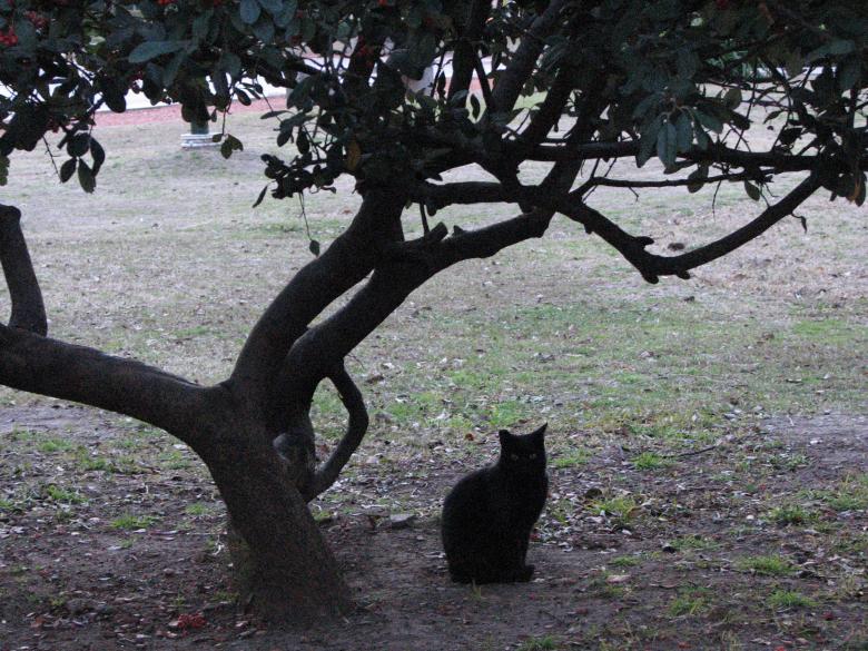 Free stock image of Black cat under a tree created by Barbara Din
