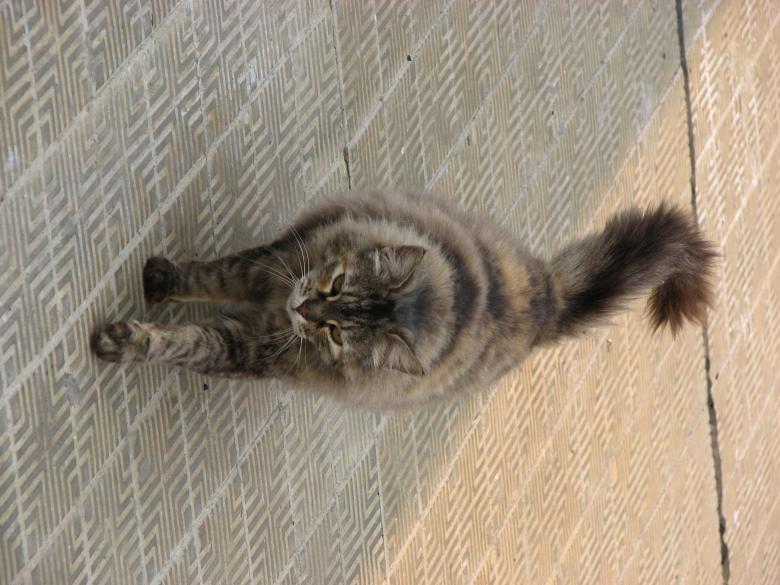 Free stock image of Cat created by Barbara Din