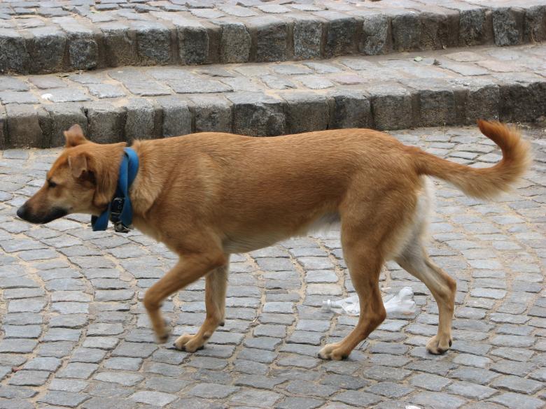 Free stock image of Cinnamon dog created by Barbara Din