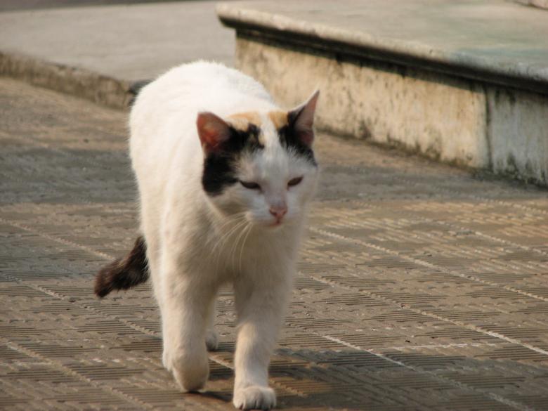 Free stock image of White Cat created by Barbara Din