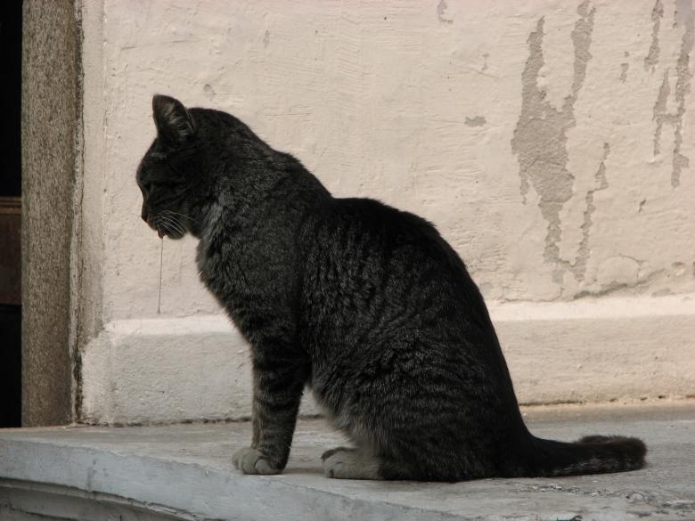 Free stock image of Cat created by Barbara Din