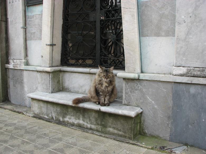 Free stock image of Cat created by Barbara Din