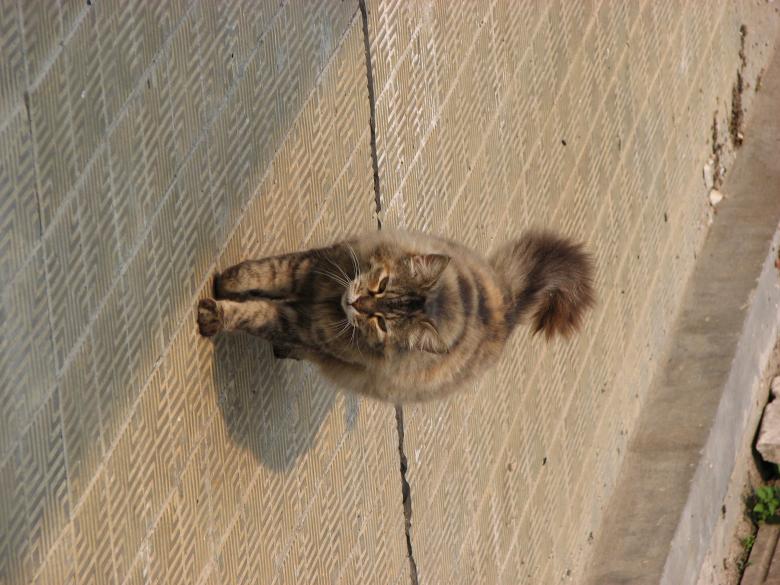 Free stock image of Cat created by Barbara Din