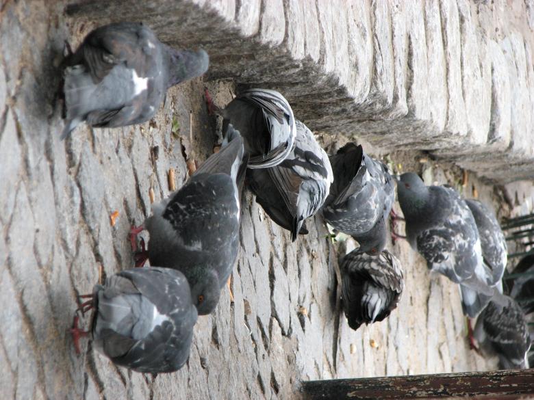 Free stock image of Pigeons created by Barbara Din