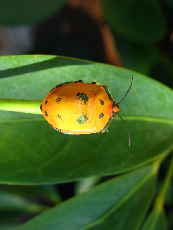 Free stock image of Beetle on leaf created by Osama Hasan Khan