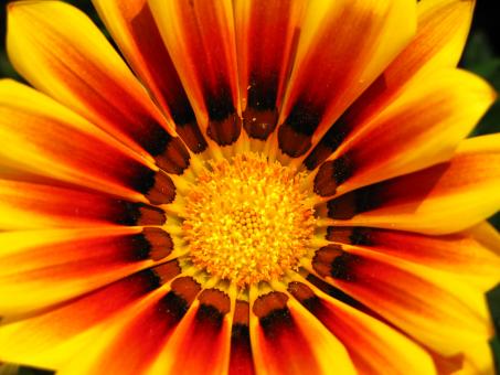 Yellow and red flower - Free Stock Photo