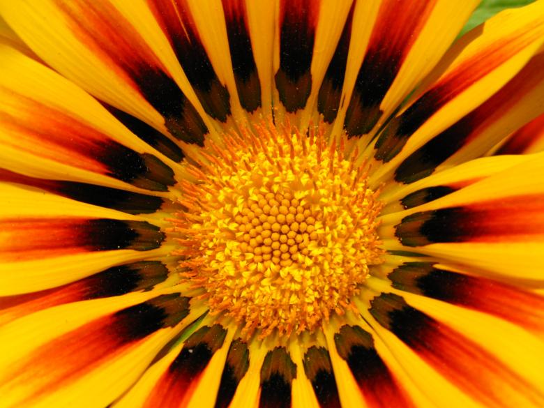 Free stock image of Yellow and red flower created by tdub