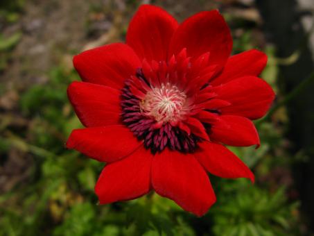 Red flower - Free Stock Photo