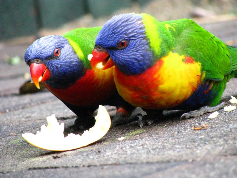 Free stock image of Parrots eating an apple created by Osama Hasan Khan
