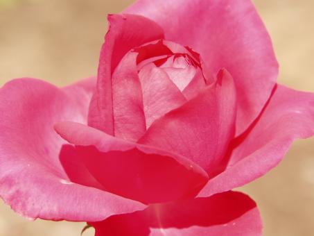 Free Stock Photo of Red rose