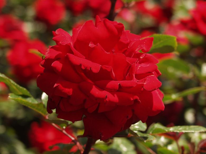 Free stock image of Deep Red created by channing martjnez