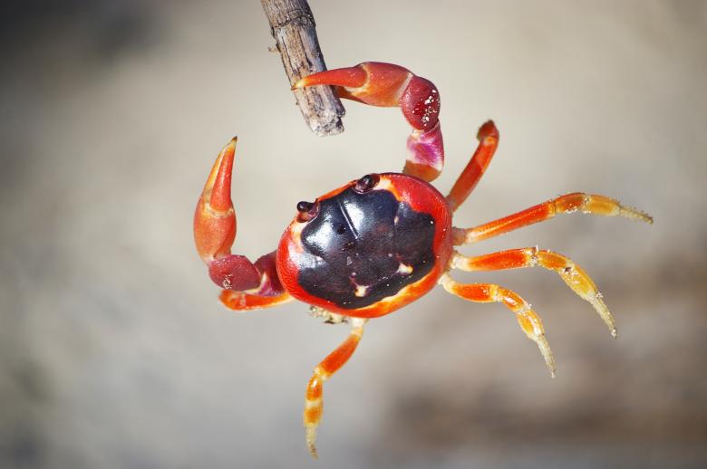 Free stock image of Crab touloulou created by frhuynh