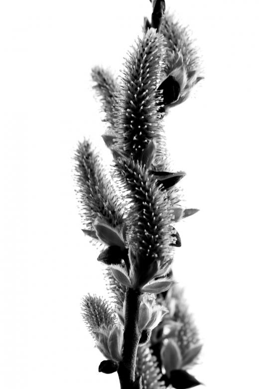 Free stock image of Spring time created by Bjorgvin