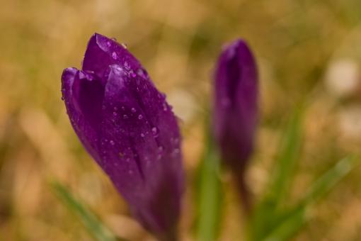 Purple flower - Free Stock Photo