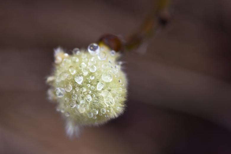 Free stock image of Droplets on a spruce created by Bjorgvin