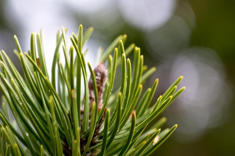 Free stock image of Green tree top created by Bjorgvin