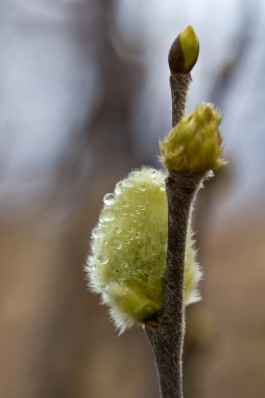 Free stock image of Spruces created by Bjorgvin