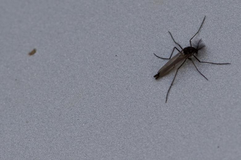 Free stock image of Fly on a wall created by Bjorgvin