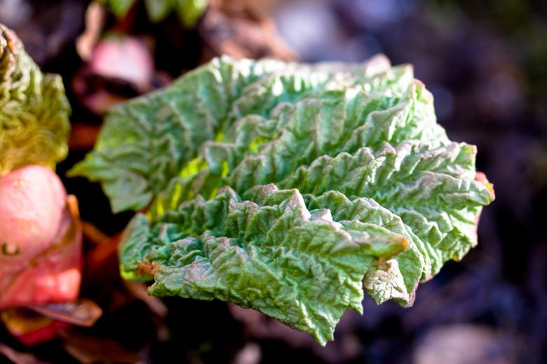 Free stock image of Rhubarb plant created by Bjorgvin
