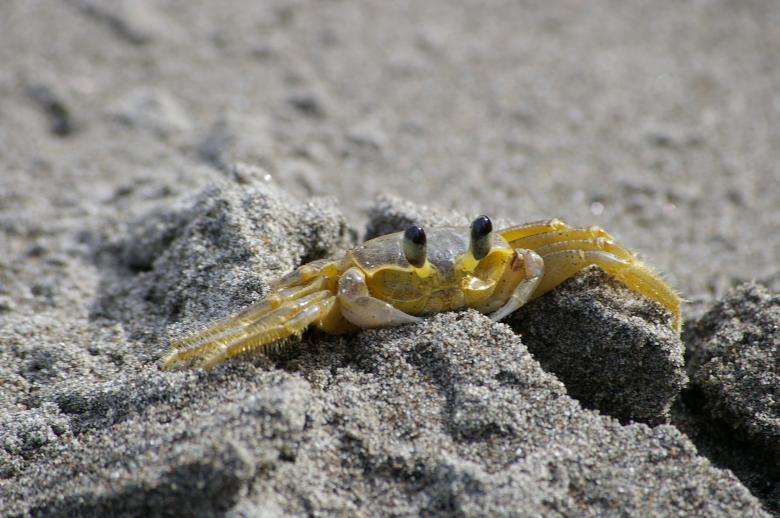 Free stock image of Crab on black beach created by frhuynh