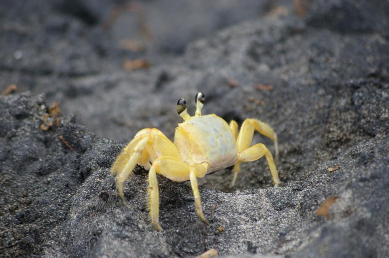 Free stock image of Crab on black beach created by frhuynh