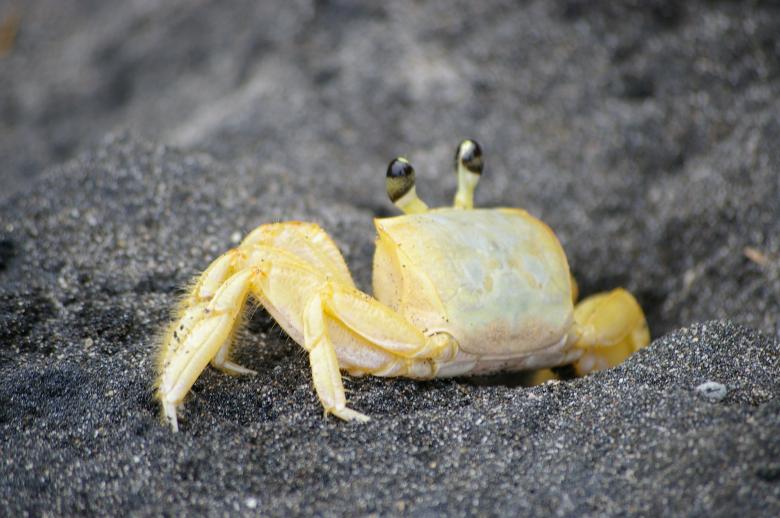 Free stock image of Crab on black beach created by frhuynh