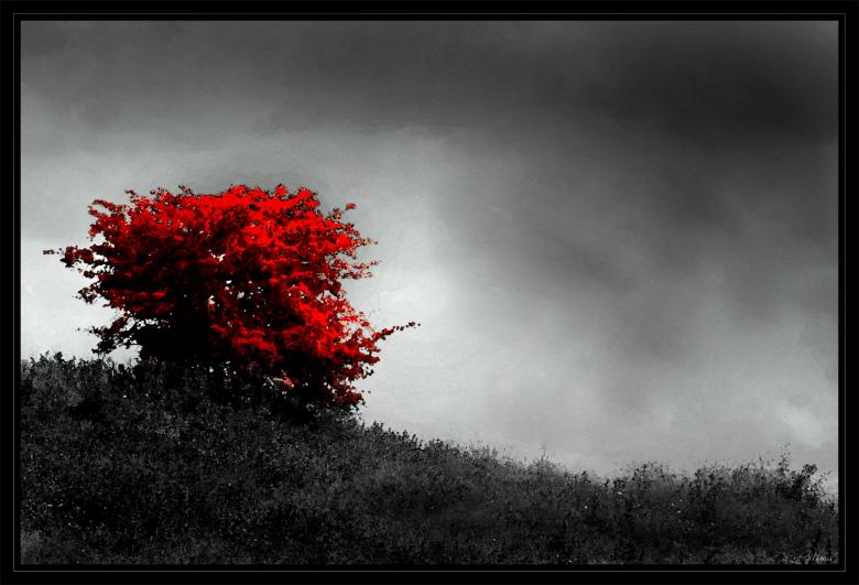 Free stock image of Lonely tree created by Armen Matosyan