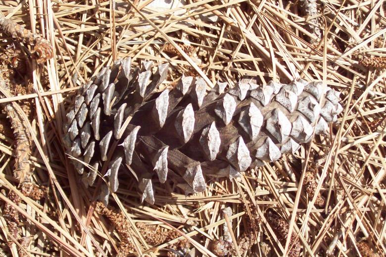 Free stock image of Pinecone created by Dan Priced