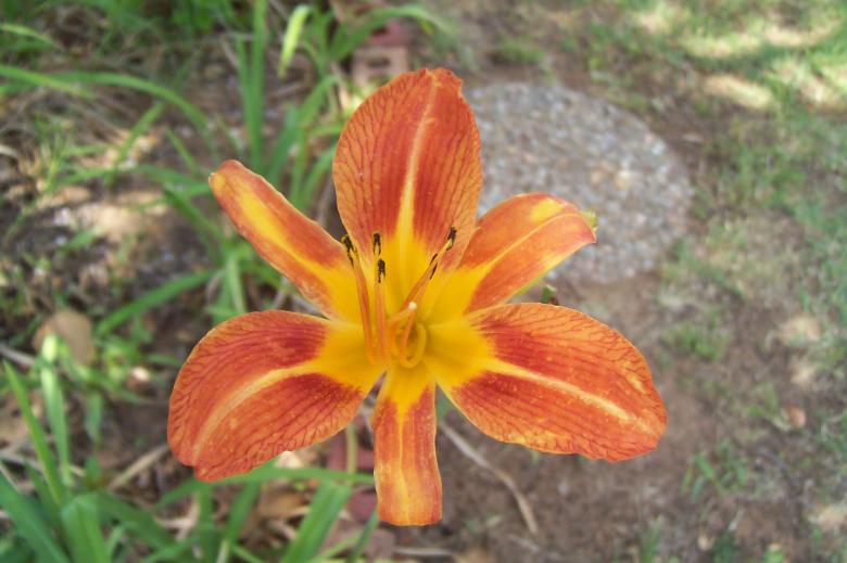 Free stock image of Day Lily at Moms place created by Dan Priced