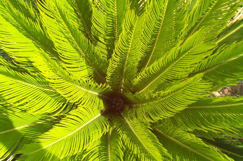 Free stock image of Inside A Sago Palm created by Dan Priced