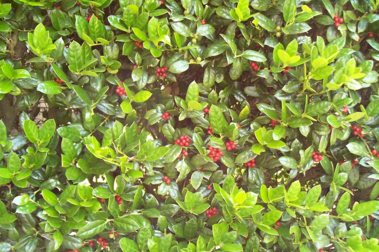 Free stock image of Holly Bush created by Dan Priced