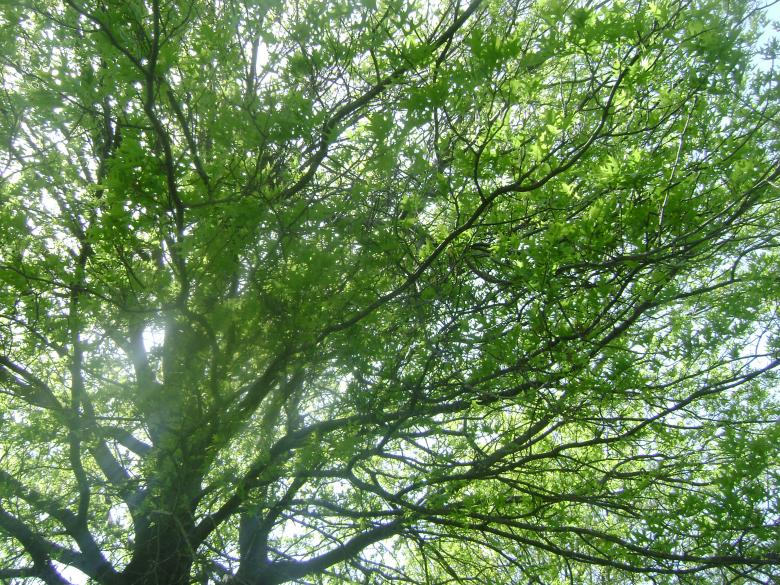 Free stock image of Heavenly light created by Lokigrl616