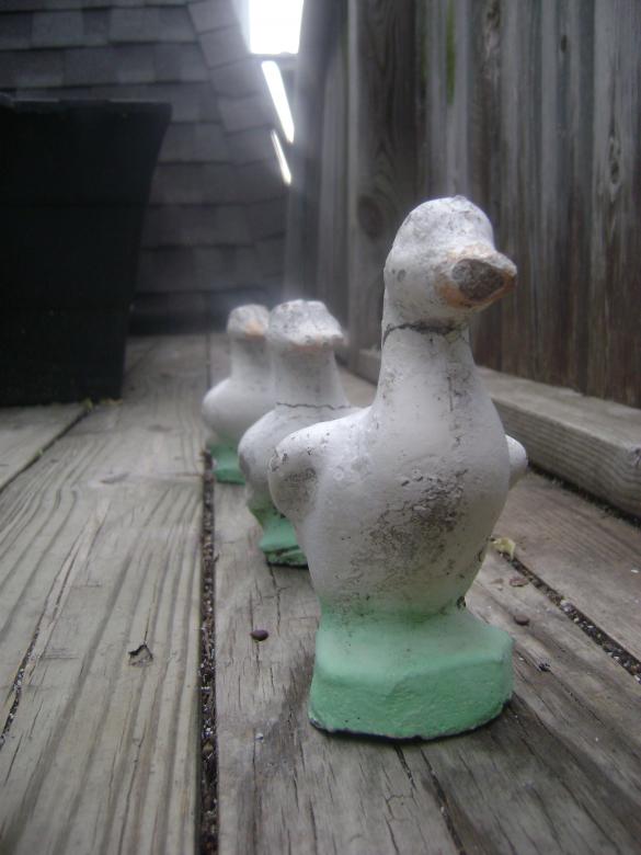 Free stock image of Ducks in a row created by Lokigrl616
